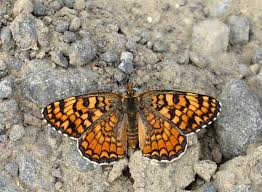 Attēlu rezultāti vaicājumam “Melitaea phoebe underside”