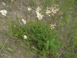 Image result for Filipendula vulgaris