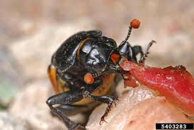 Attēlu rezultāti vaicājumam “Nicrophorus investigator”