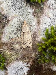 Attēlu rezultāti vaicājumam “Diurnea lipsiella male”