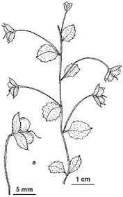 Attēlu rezultāti vaicājumam “Veronica persica leaf”