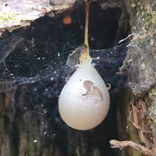 Attēlu rezultāti vaicājumam “Comatricha laxa”