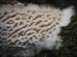 Attēlu rezultāti vaicājumam “Ceriporiopsis resinascens”