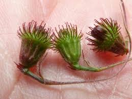 Attēlu rezultāti vaicājumam “Agrimonia eupatoria fruit”