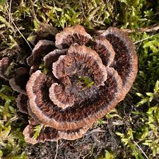 Attēlu rezultāti vaicājumam “Thelephora terrestris”