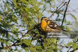 Image result for Dendroica fusca