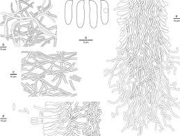 Attēlu rezultāti vaicājumam “Antrodia mellita”