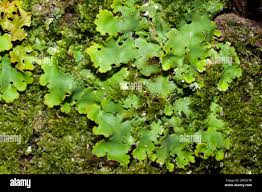 Attēlu rezultāti vaicājumam “Lobaria amplissima”