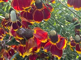 Image result for Ratibida columnifera