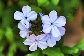 Attēlu rezultāti vaicājumam “Plumbaginaceae”