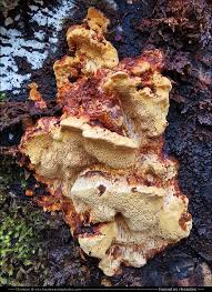 Attēlu rezultāti vaicājumam “Inonotus rheades”