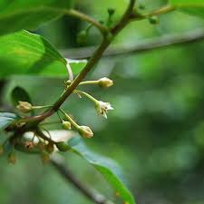 Attēlu rezultāti vaicājumam “Frangula alnus bud”