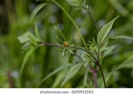 Attēlu rezultāti vaicājumam “Bidens tripartita”