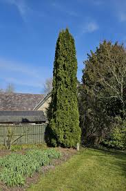 Attēlu rezultāti vaicājumam “Thuja occidentalis”