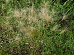 Attēlu rezultāti vaicājumam “Hordeum jubatum”