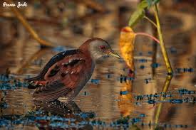 Image result for Porzana parva