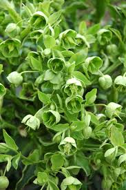 Image result for Nieswurz