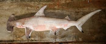 Image result for Sphyrna mokarran