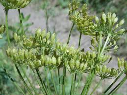 Attēlu rezultāti vaicājumam “Heracleum sphondylium subsp. sibiricum fruit”