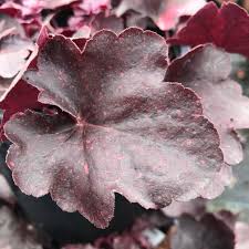 Image result for Heuchera `Midnight Rose`