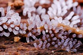 Attēlu rezultāti vaicājumam “Ceratiomyxa fruticulosa sessile”