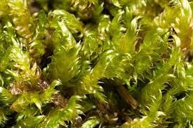 Attēlu rezultāti vaicājumam “Calliergonella cuspidata sporophyte”