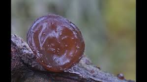 Attēlu rezultāti vaicājumam “Exidia recisa”