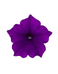 Image result for violet