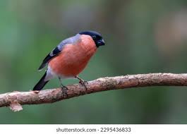 Attēlu rezultāti vaicājumam “Pyrrhula pyrrhula male”