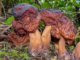 Attēlu rezultāti vaicājumam “Gyromitra”