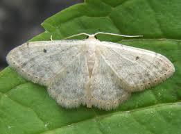 Attēlu rezultāti vaicājumam “Idaea biselata”