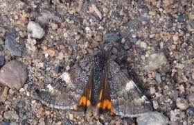 Attēlu rezultāti vaicājumam “Geometridae”