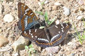 Attēlu rezultāti vaicājumam “Carterocephalus silvicolus underside”