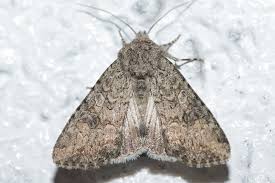 Attēlu rezultāti vaicājumam “Hadula trifolii”