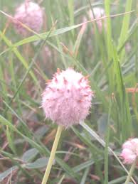 Attēlu rezultāti vaicājumam “Trifolium fragiferum fruit”