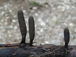 Attēlu rezultāti vaicājumam “Xylaria longipes”