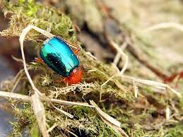 Attēlu rezultāti vaicājumam “Lebia chlorocephala”