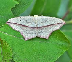 Attēlu rezultāti vaicājumam “Timandra comae”