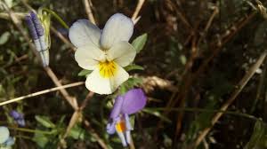 Attēlu rezultāti vaicājumam “Viola tricolor subsp. matutina”