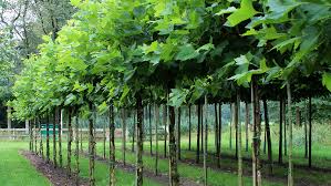 Attēlu rezultāti vaicājumam “Platanus x hispanica (syn. Platanus x acerifolia)”