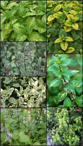 Attēlu rezultāti vaicājumam “Mentha x verticillata leaf”