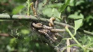 Attēlu rezultāti vaicājumam “Yponomeuta malinellus / cagnagella”