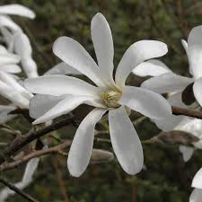 Attēlu rezultāti vaicājumam “Magnolia kobus flower”