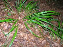Attēlu rezultāti vaicājumam “Festuca altissima”