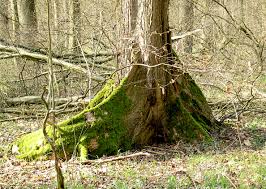 Attēlu rezultāti vaicājumam “Ulmus laevis”