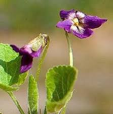 Attēlu rezultāti vaicājumam “Viola odorata leaf”