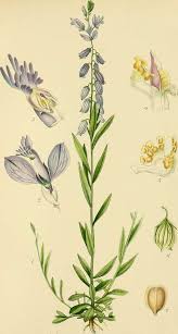 Attēlu rezultāti vaicājumam “Polygala vulgaris”