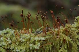 Attēlu rezultāti vaicājumam “Isothecium myosuroides sporophyte”
