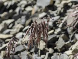 Attēlu rezultāti vaicājumam “Anisantha tectorum”