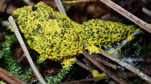 Attēlu rezultāti vaicājumam “Fuligo septica var. flava macro”